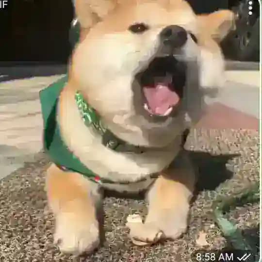 奇趣百科