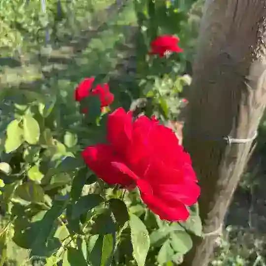 Усадьба Зейбель