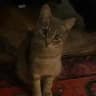 ،11:1