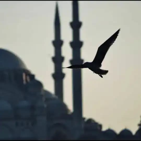 تغريدات : عبدالعزيز الشثري