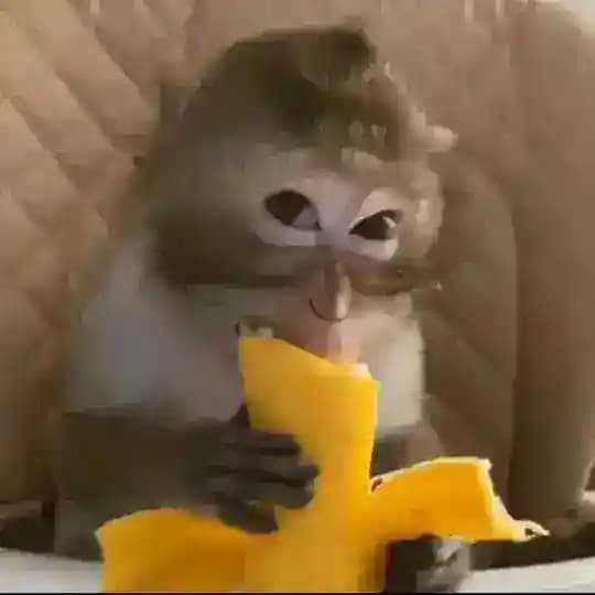 Абизьянские бибизяны