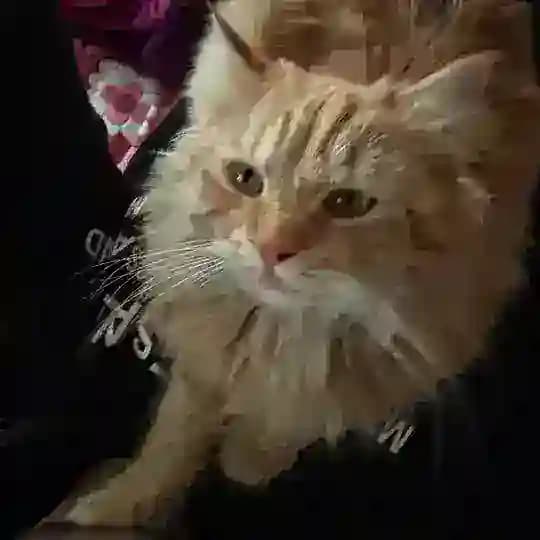 Paplo