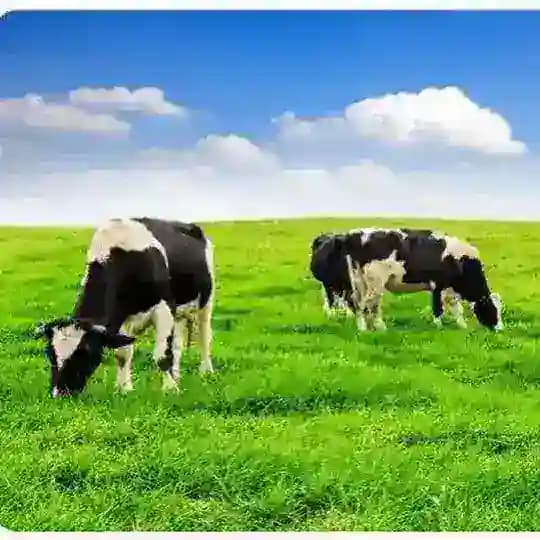 ACM (adopt cow milk)