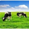 ACM (adopt cow milk)
