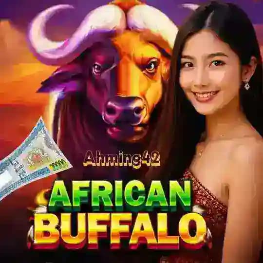 AFRICAN Buffalo (ကျွဲဂိမ်း) MM