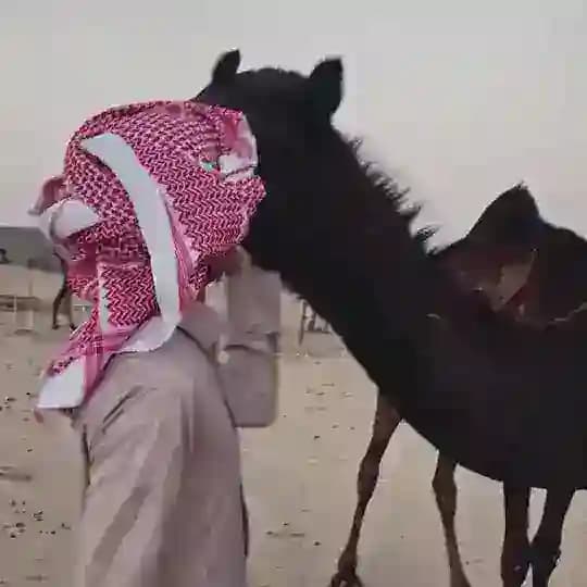 هوآجيـَـس ₉₁₂ . .