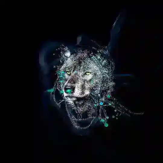 阿狼报告🐺