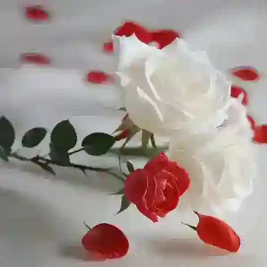 ❤️زندگی زیباست❤️ Profile