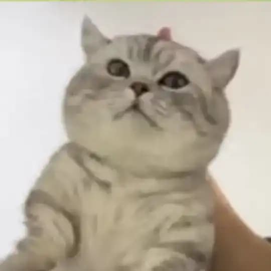 ALPHACAT CALL