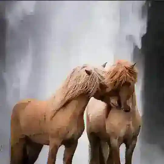 الرونق🌺! . .
