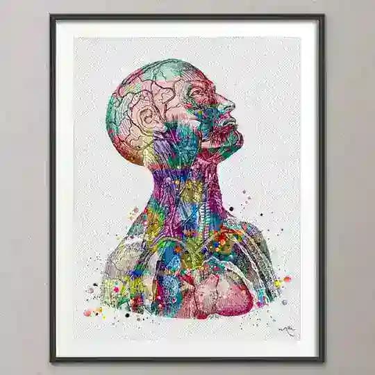 Anatomy