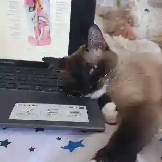 Anatomywithcat 🐈⬛