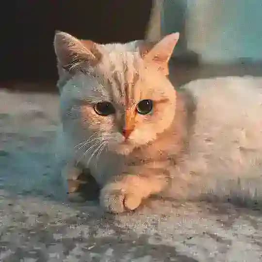 арти флипает