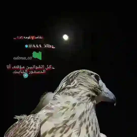 ݺ،اسـ🦌ـلومـه :/ 𓏲 ...
