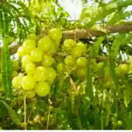 ❤️ ఔషధ మొక్కలు చెట్లు ❤️