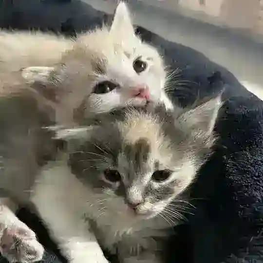 𝐚𝐯𝐚𝐢𝐥𝐚𝐛𝐥𝐞 𝐭𝐫𝐢𝐩𝐥𝐞𝐬’𝐬𝐭𝐨𝐫𝐞