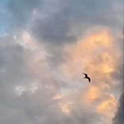 basil vibes🌱 Profile