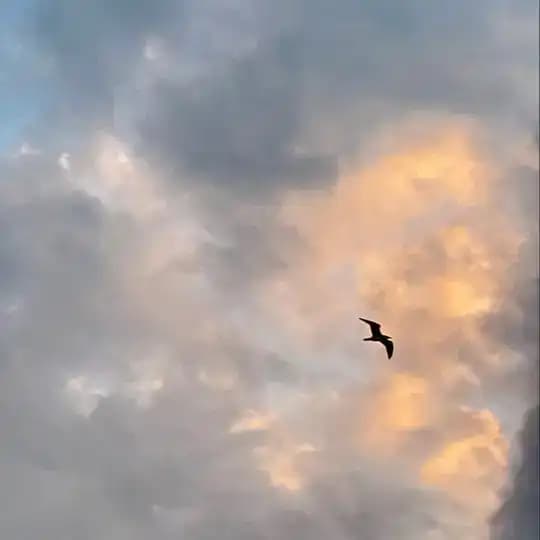 basil vibes🌱 Profile