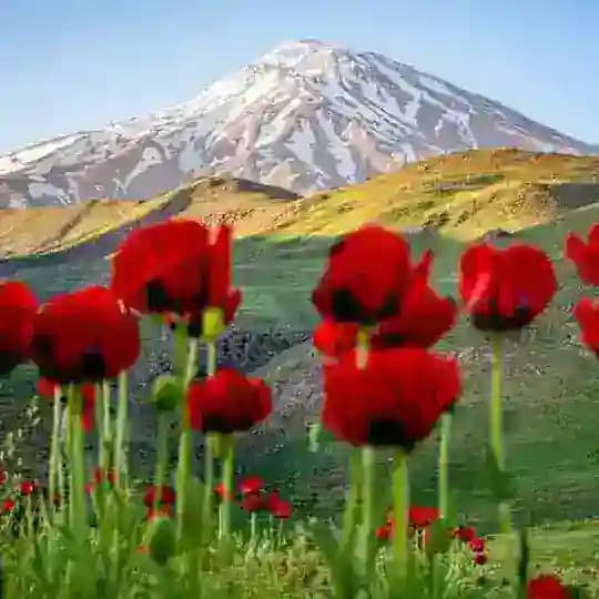 بهشت دل