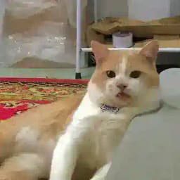 BERBAGI D00DSTRE4M Profile