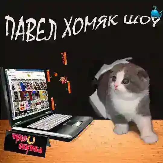 павел хомяк шоу