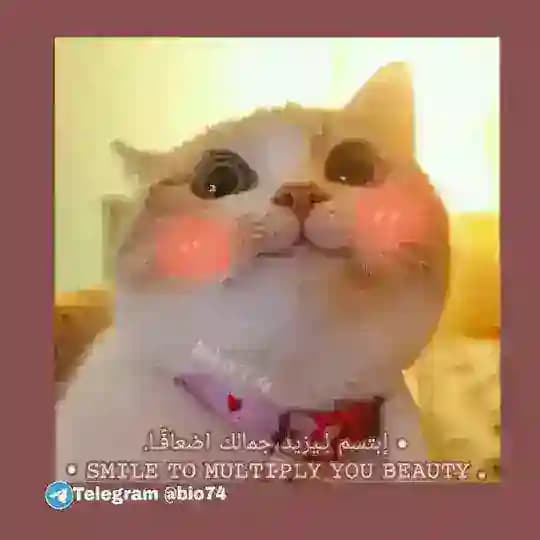رابط قنواتنا ❤