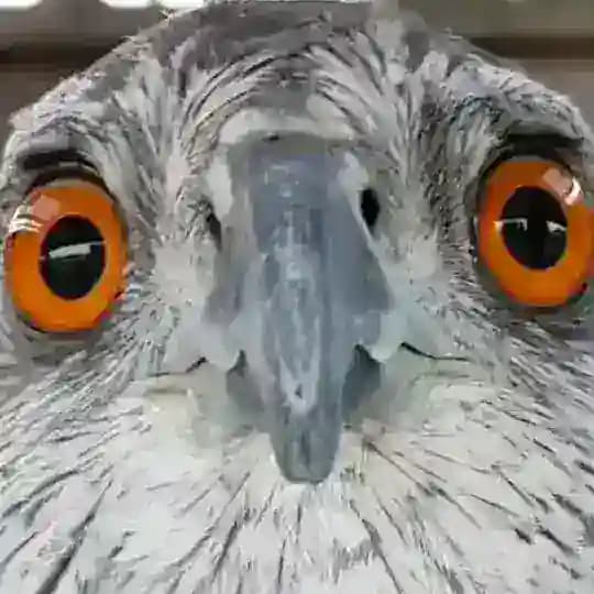 Shit Memes and Bird Dreams