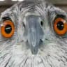 Shit Memes and Bird Dreams