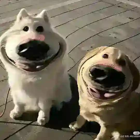 BLACK GOLD VIP Profile