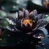 Blacklotus🪷