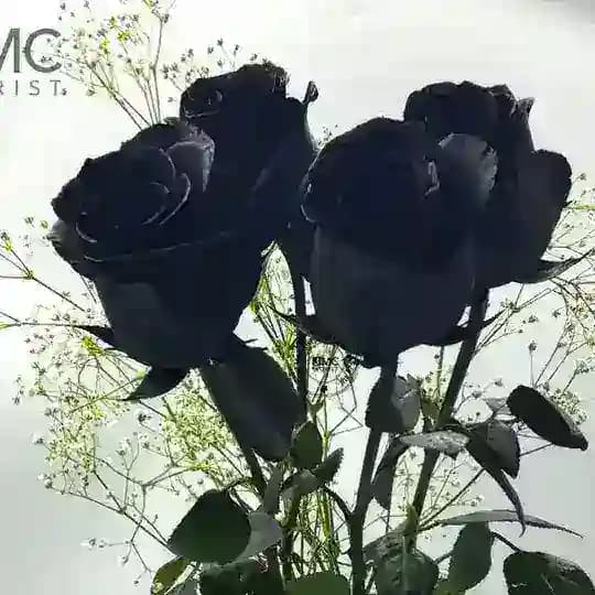 កុលាបខ្មៅ🌹