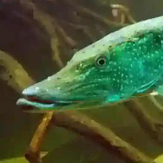 окервотово