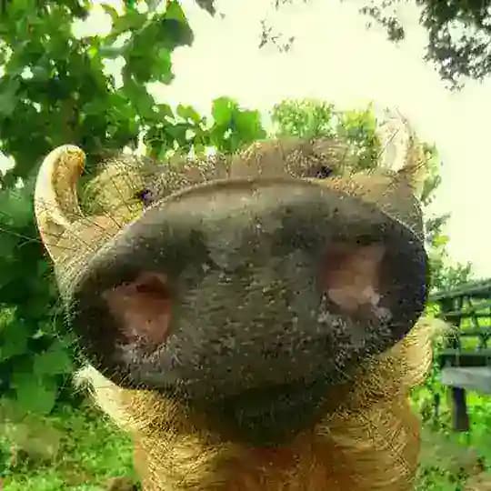 boar lore 🐗