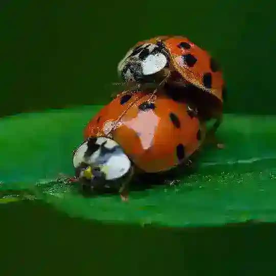 Багиня.орг🐞🐞 форум - сообщества насикомых @Boginya_org, экс ФСН