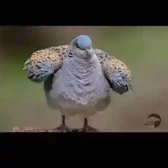 أبو خالد الهداب