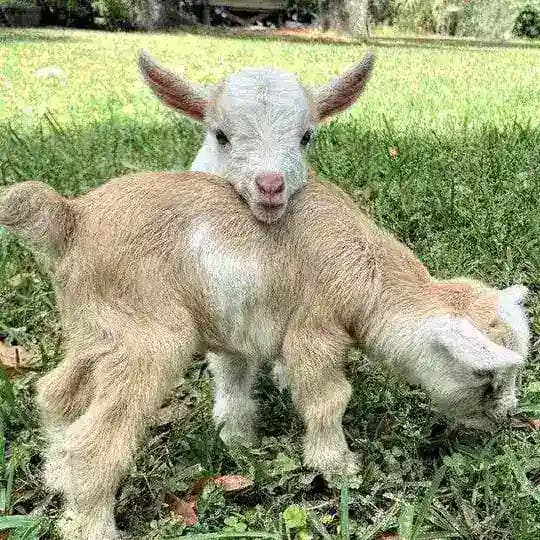 bubu.factor