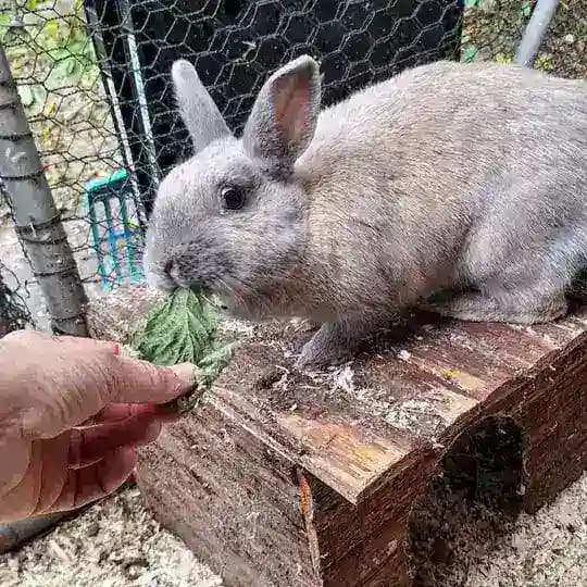 Bücherbasar für Tierheim