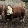 bull_gergebil