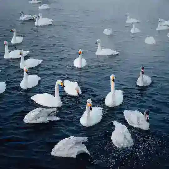 swan lake