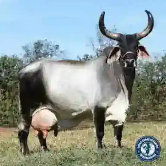 Carne y Leche en Venezuela🐓🐇🐖🐄🐂🇻🇪
