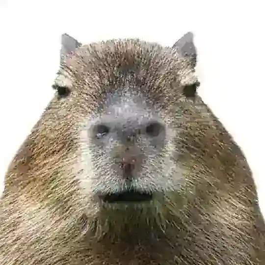Capy Bara The Meme