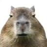 Capy Bara The Meme