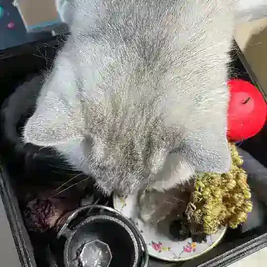 Союз Кота и Магии