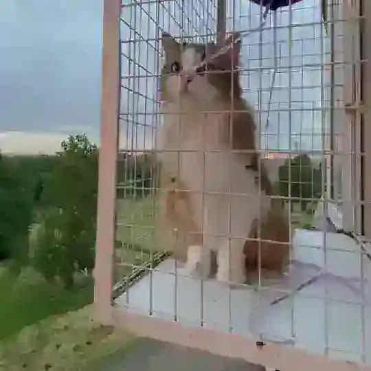 Балкон для Кошки