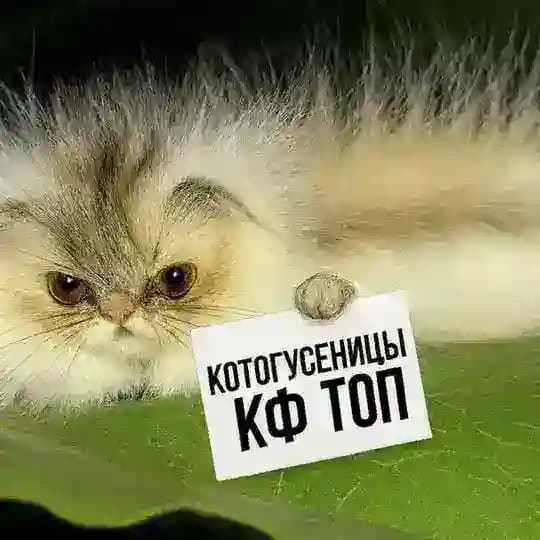 . котогусеница cf🎄