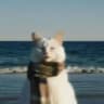 AFK Portal