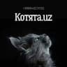 Котята.uz 🐾