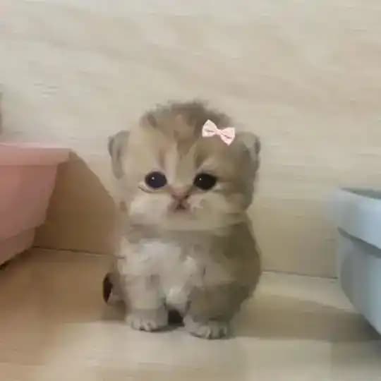cats.gif