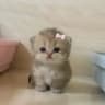 cats.gif