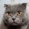 Cat Viral